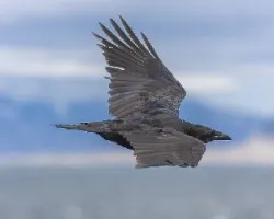 Corvus corax