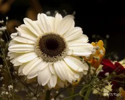 Gerbera jamesonii