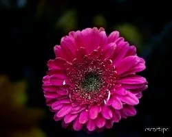 Gerbera jamesonii