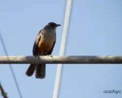 Turdus rufiventris