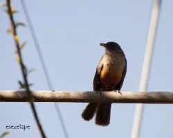 Turdus rufiventris