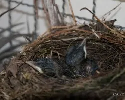 Turdus rufiventris