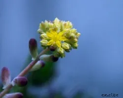 Sedum pachyphyllum