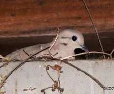 Zenaida auriculata