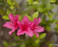 Azalea