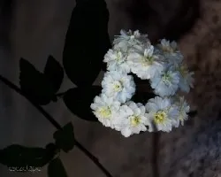 Spiraea 