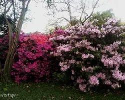 Primavera
