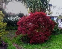 Primavera