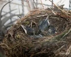 Turdus rufiventris