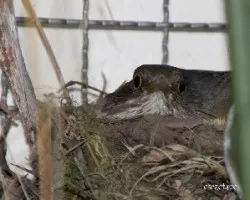 Turdus rufiventris
