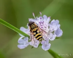 Eupeodes dorollae