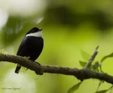Corapipo altera