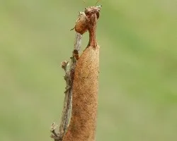 Mantodea