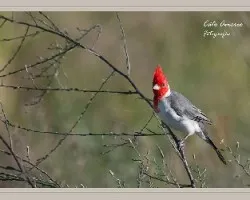 Paroaria coronata