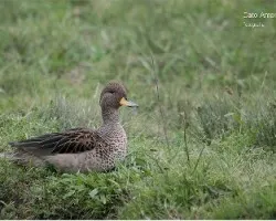 Anas flavirostris