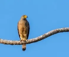 Buteo magnirostris