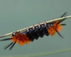 Gusano
