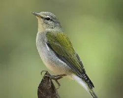 Oreothlypis peregrina