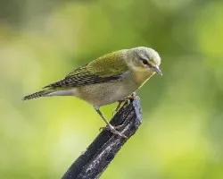 Oreothlypis peregrina