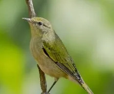 Oreothlypis peregrina