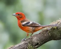 Piranga bidentata