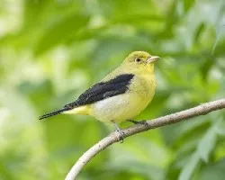 Piranga olivacea