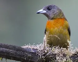 Ramphocelus costaricensis