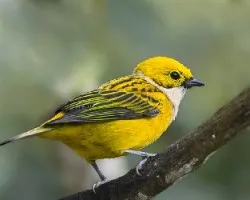 Tangara icterocephala