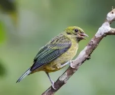 Tangara icterocephala