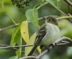 Elaenia frantzii
