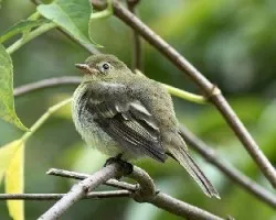 Elaenia frantzii