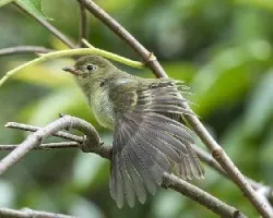 Elaenia frantzii