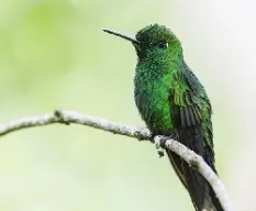 Heliodoxa jacula