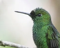 Heliodoxa jacula