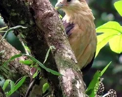 Milvago chimachima