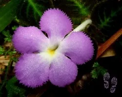 Episcia lilacina