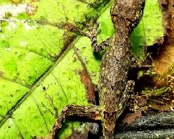 Traje de camuflaje
