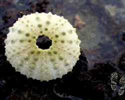 Joya equinoderma