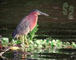 Butorides virescens