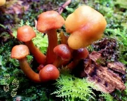 Leotia sp