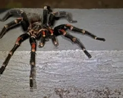 Tarantula