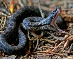 Crotalus triseriatus