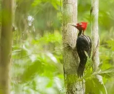 Campephilus guatemalensis