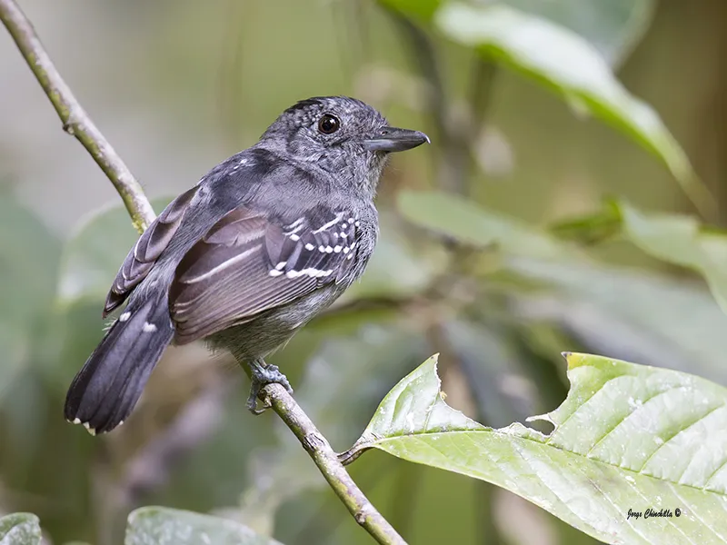 Boca Tapada, San Carlos, Alajuela, Costa Rica
