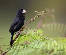 Oryzoborus nuttingi