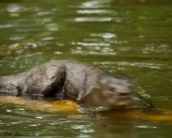 Lontra longicaudis