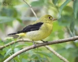 Piranga olivacea