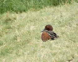 Anas cyanoptera