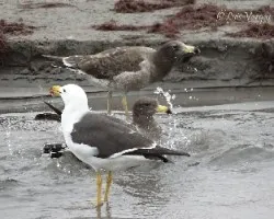 Larus belcheri
