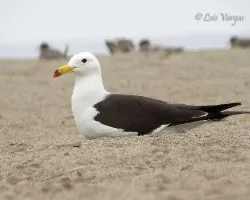 Larus belcheri